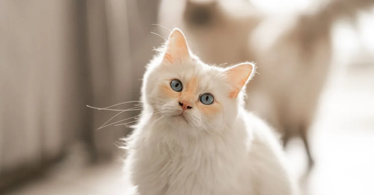 découvrez si le chat ragdoll est adapté à la vie en appartement, ses besoins, son tempérament doux et comment créer un environnement idéal pour lui.