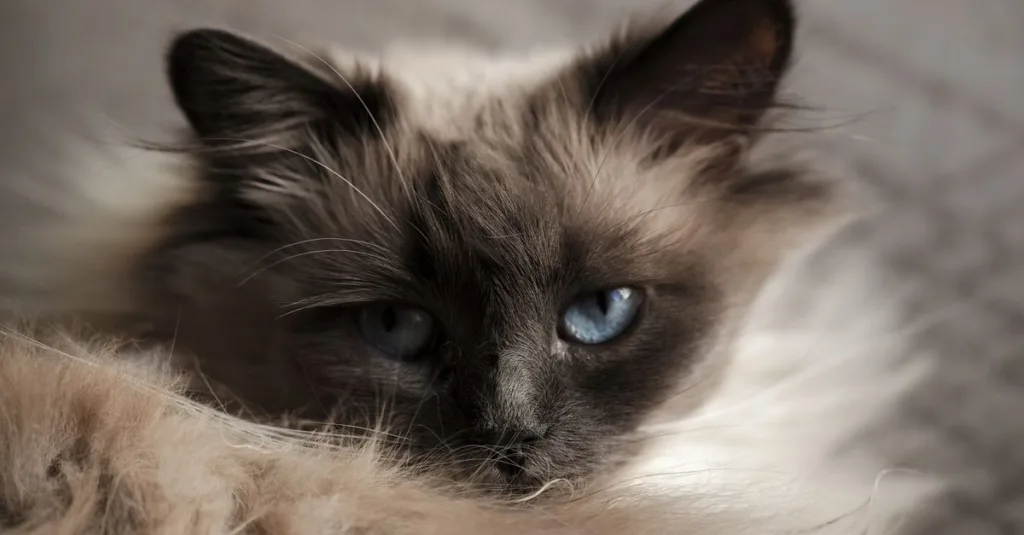 découvrez le chat sacré de birmanie, une race élégante et affectueuse reconnue pour son pelage soyeux et ses yeux bleus captivants.