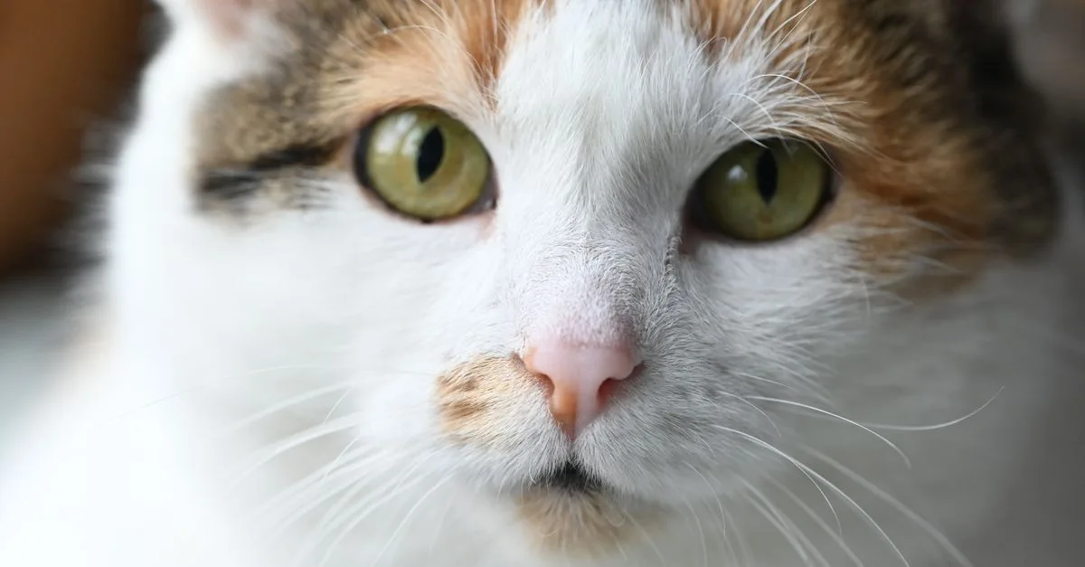 découvrez des conseils nutritionnels adaptés pour l'alimentation des chats seniors afin de maintenir leur santé et leur vitalité.
