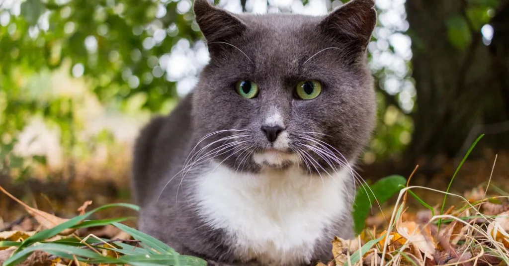 découvrez des conseils nutritionnels adaptés pour l'alimentation des chats seniors, favorisant santé et bien-être au quotidien.