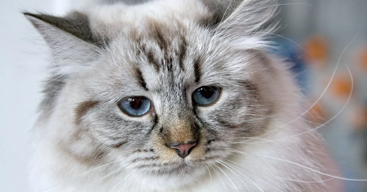 découvrez comment gérer les allergies aux chats sibériens, une race réputée hypoallergénique, et apprenez des conseils pour vivre harmonieusement avec votre animal.