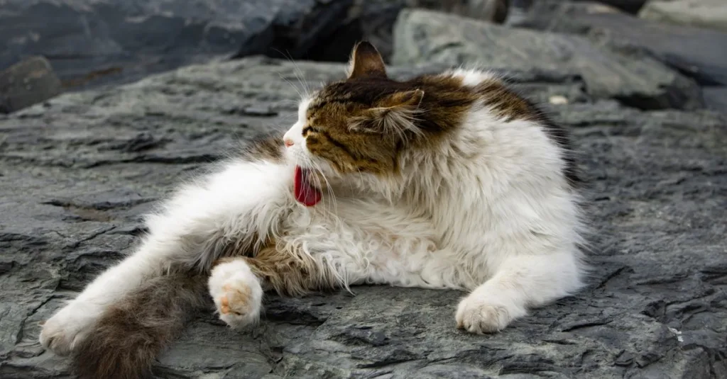 découvrez tout ce qu'il faut savoir sur l'allergie aux chats sibériens : symptômes, causes et conseils pour mieux vivre avec cet animal hypoallergénique.