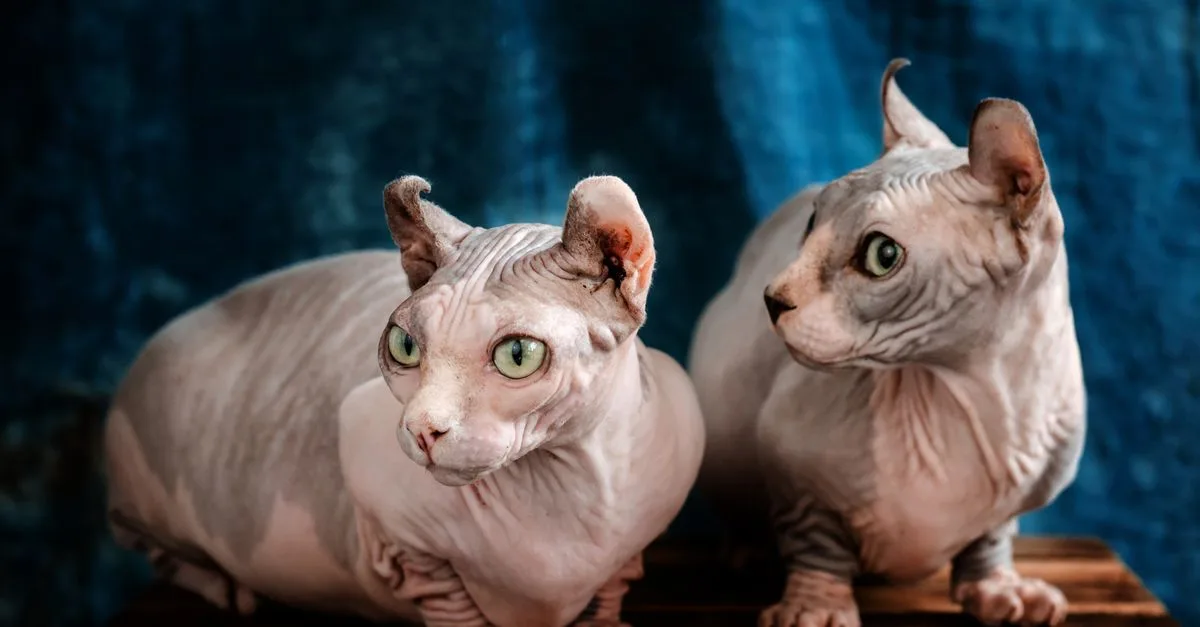 découvrez notre gamme de soins de la peau dédiée au sphynx, le chat sans poils. des produits naturels et doux pour hydrater, protéger et sublimer la peau fragile de votre compagnon.