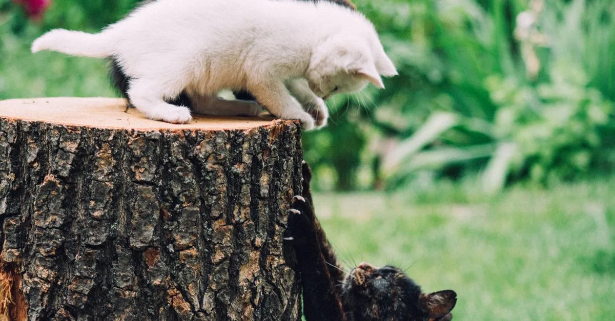 découvrez notre arbre à chat robuste, conçu pour offrir à votre félin un espace de jeu, de repos et d'escalade sécurisé et durable.