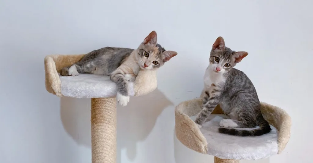 un arbre à chat robuste et durable, conçu pour offrir à votre félin un espace de jeu et de repos sécurisé.