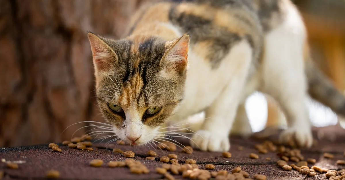 découvrez comment effectuer une transition en douceur vers une nouvelle nourriture sèche pour votre animal afin d'assurer sa santé et son bien-être.