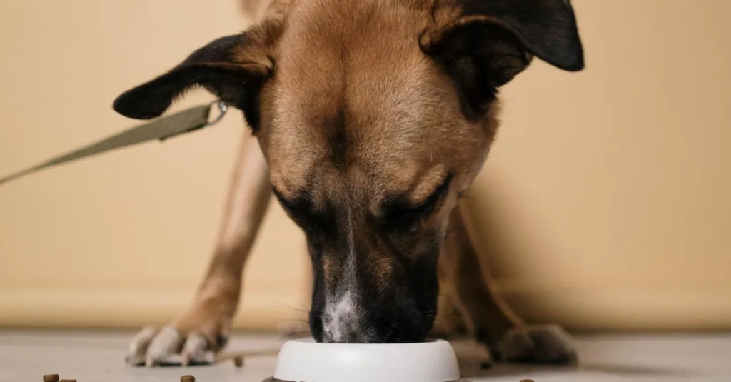 guide pratique pour une transition en douceur vers une nouvelle croquette pour votre animal, assurant une alimentation saine et équilibrée.