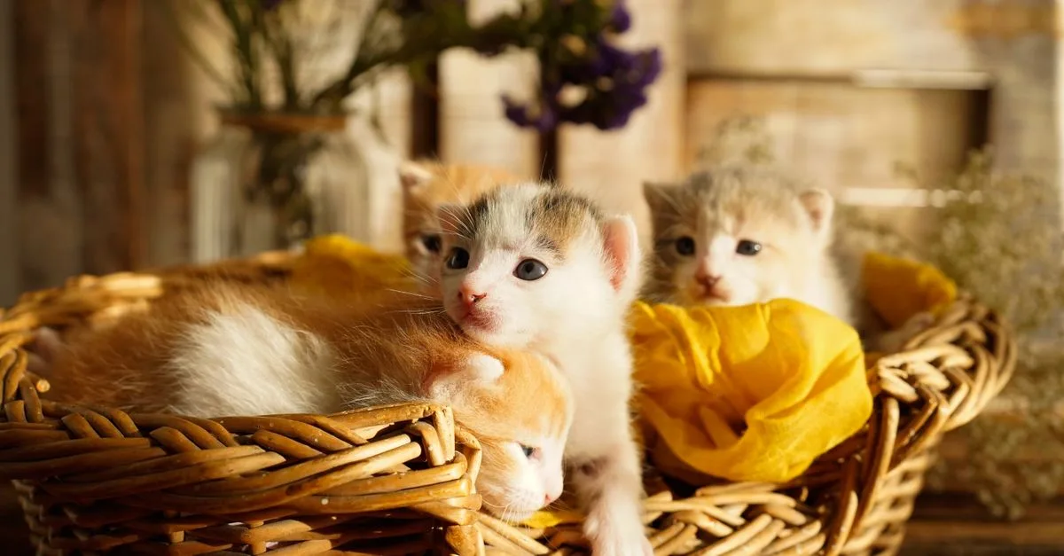 accueillir un chaton : conseils essentiels pour bien préparer l'arrivée de votre nouvel compagnon à quatre pattes.