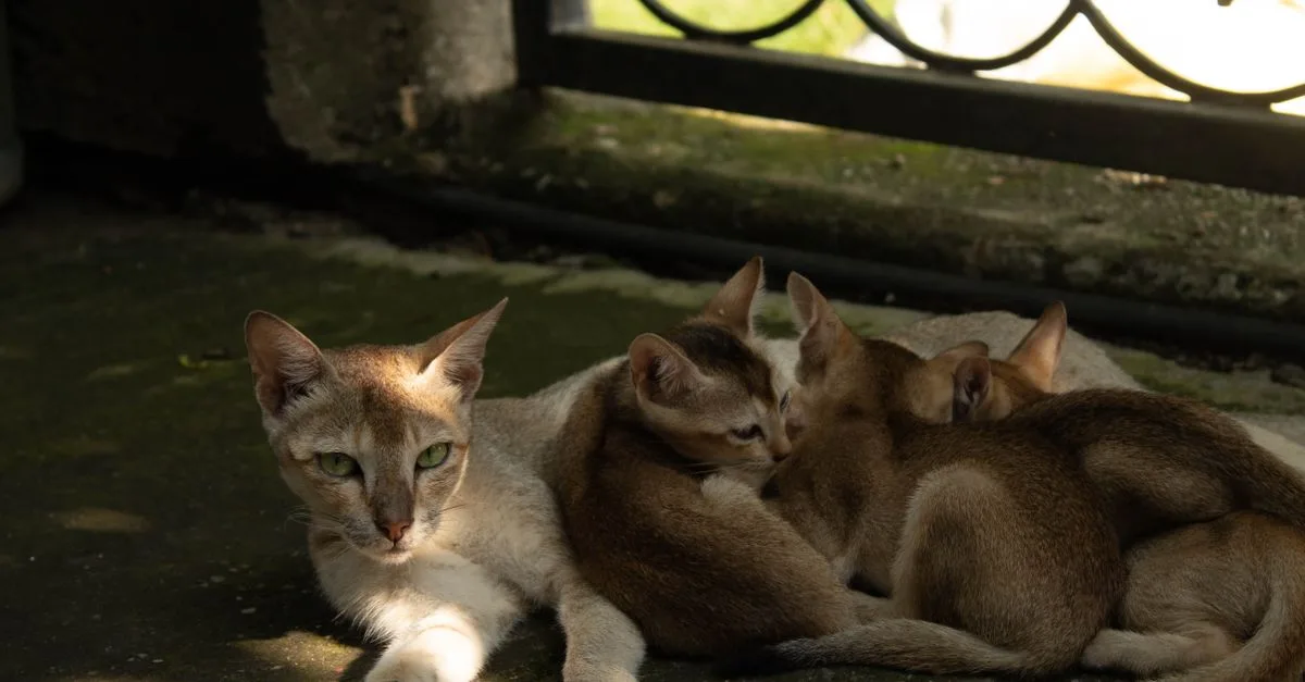 découvrez le chat abyssin, élégant et joueur, connu pour son pelage distinctif et son caractère affectueux. parfait pour les amoureux des félins actifs et sociables.