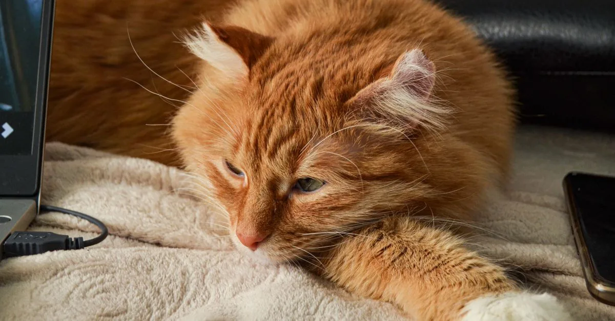 découvrez le chat american curl, réputé pour ses oreilles uniques recourbées vers l'arrière, son tempérament doux et joueur, ainsi que son pelage soyeux. un compagnon idéal pour toute la famille.