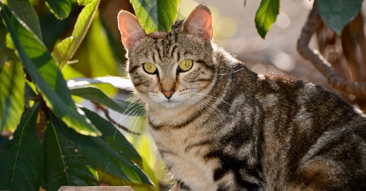 découvrez le american shorthair, un chat robuste au caractère doux et équilibré, réputé pour son pelage dense et ses talents de chasseur.