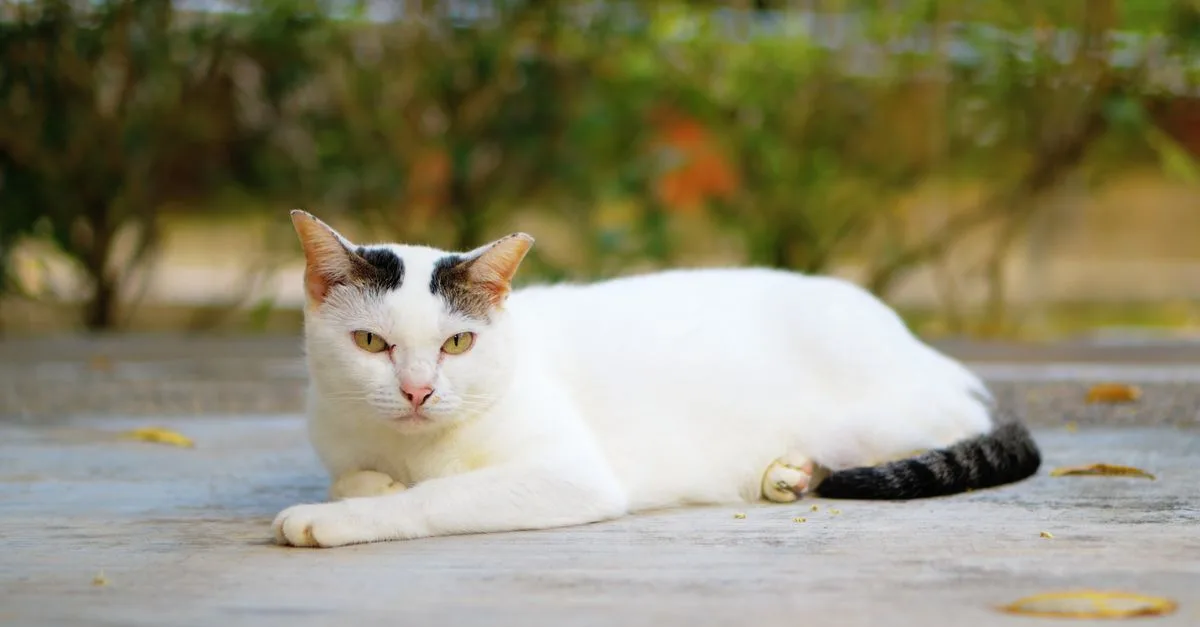 découvrez le american wirehair, un chat unique reconnaissable à son pelage étonnamment bouclé et doux. apprenez tout sur son caractère attachant, ses besoins et son histoire.