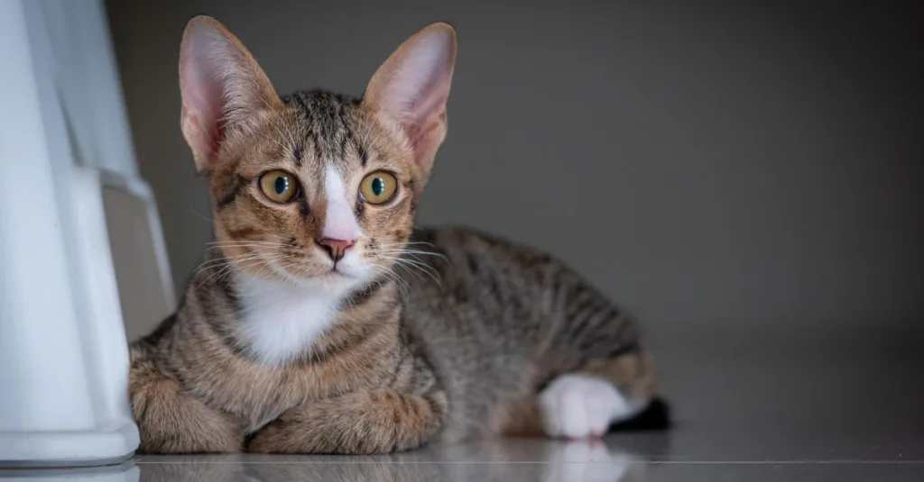 découvrez le american wirehair, un chat unique au pelage frisé et à la personnalité douce et affectueuse. apprenez tout sur cette race rare et fascinante.