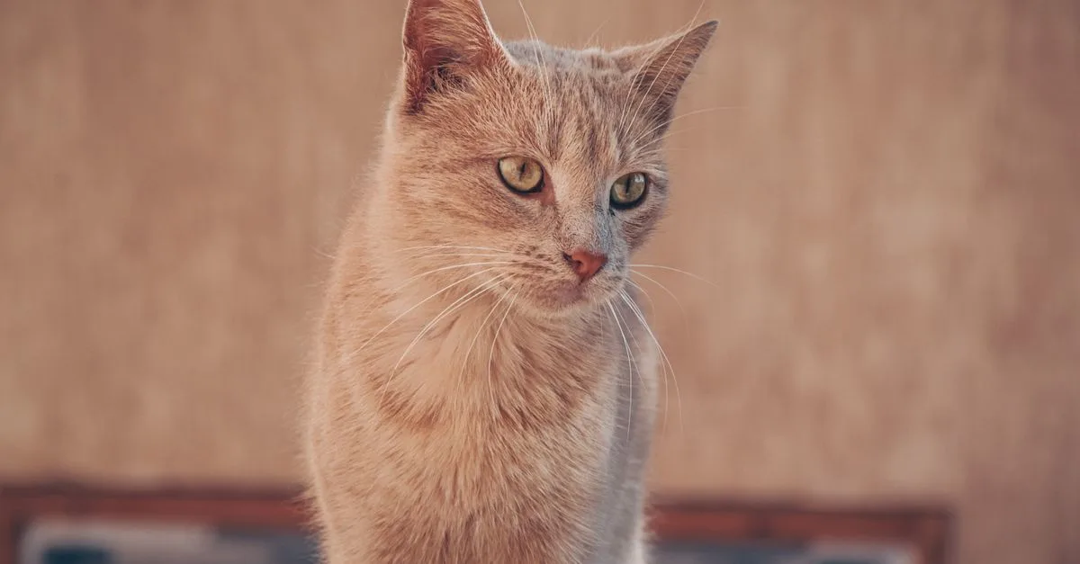 découvrez le chat arabian mau, une race élégante et agile originaire des régions arabes, connue pour son caractère affectueux et sa grande intelligence.
