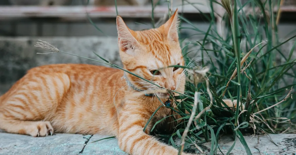 découvrez le chat asian tabby, une race élégante et affectueuse avec un pelage rayé unique. parfait compagnon pour les amoureux des chats.