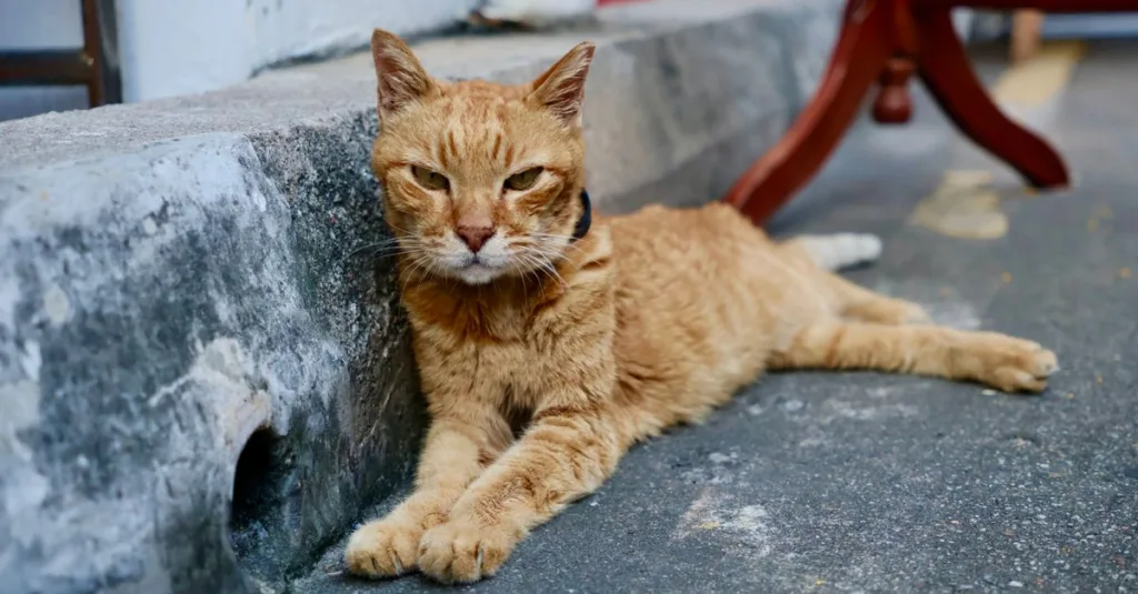 découvrez tout sur le chat asian tabby : son apparence unique, son caractère affectueux, et ses besoins spécifiques. guide complet pour les passionnés de félins asiatiques.