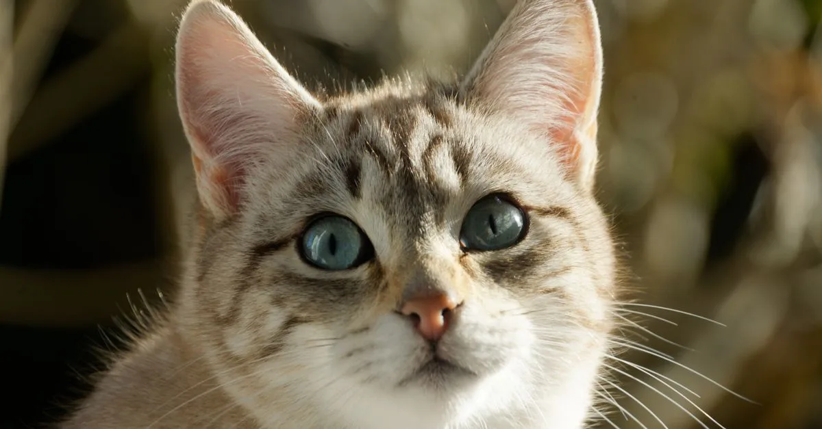 découvrez le australian mist, un chat élégant et sociable, réputé pour son pelage tacheté unique et son caractère affectueux, idéal pour une vie de famille harmonieuse.