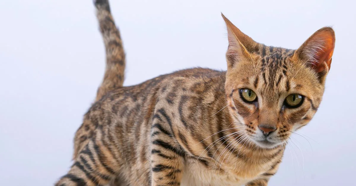 découvrez le bengal, un chat au pelage magnifique et au tempérament joueur. apprenez tout sur ses caractéristiques, son entretien et son caractère unique.