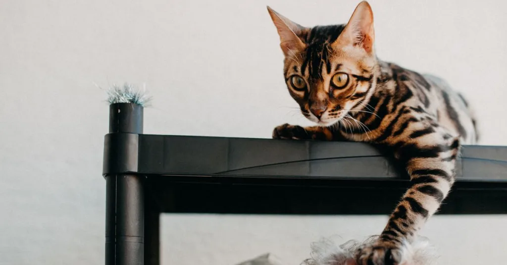 découvrez le chat bengal, un félin élégant et intelligent au pelage tacheté unique, idéal pour les amoureux des chats actifs et affectueux.