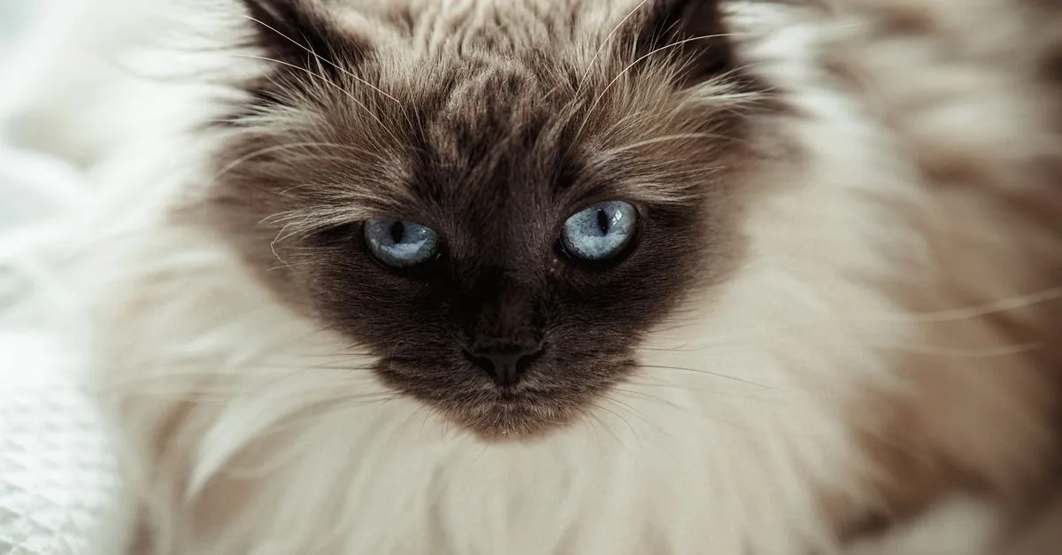 découvrez le chat birman, une race élégante et affectueuse reconnue pour son pelage soyeux, ses yeux bleus captivants et son tempérament doux.