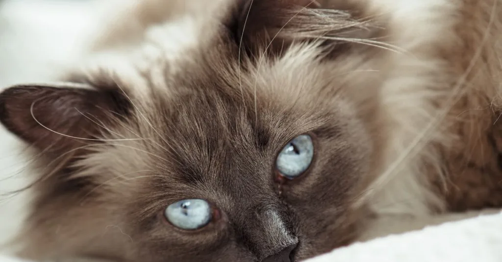 découvrez tout sur le chat birman : son histoire, son caractère doux et affectueux, ses soins spécifiques et conseils d'élevage pour bien s'occuper de cette magnifique race de chat.