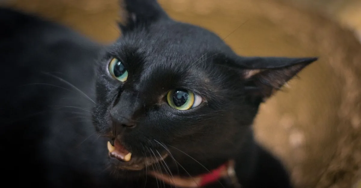découvrez le bombay, un chat élégant au pelage noir brillant et aux yeux cuivre, connu pour son tempérament affectueux et joueur.