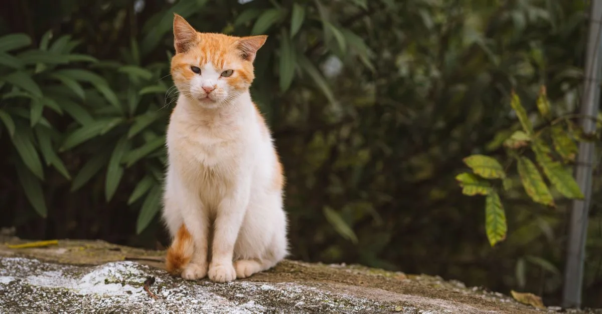 découvrez le brazilian shorthair, un chat élégant et affectueux originaire du brésil, reconnu pour son pelage court et sa personnalité enjouée.