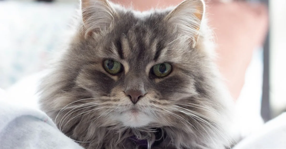 découvrez le british longhair, un chat au pelage dense et soyeux, réputé pour son caractère doux et affectueux. idéal pour les amateurs de chats calmes et élégants.