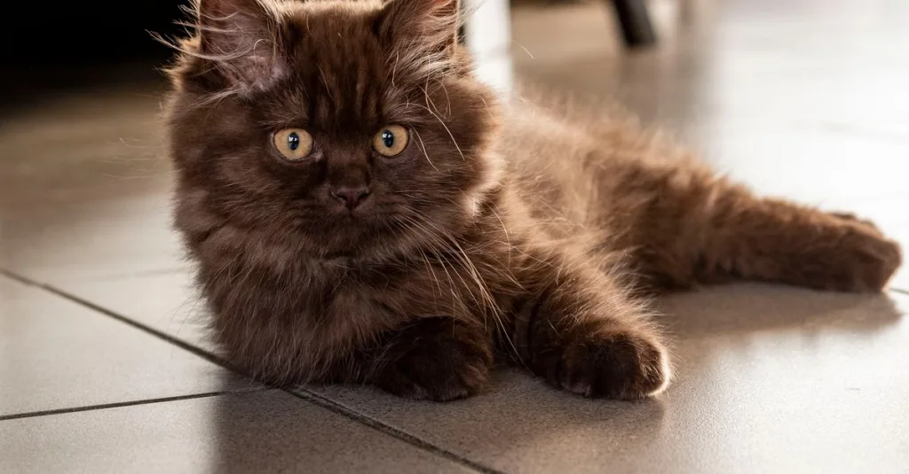 découvrez le british longhair, un chat à la fois doux et élégant, reconnu pour son pelage dense et sa personnalité affectueuse. parfait compagnon pour toute la famille.