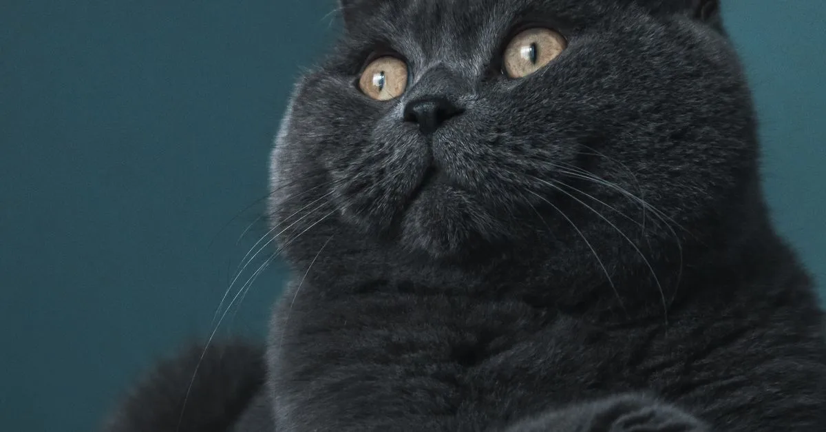 découvrez le british shorthair, un chat robuste et affectueux, réputé pour son pelage dense et doux ainsi que son caractère calme et équilibré.