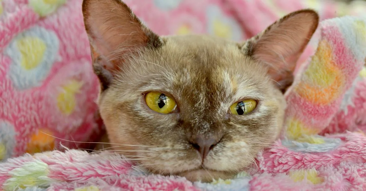 découvrez le chat burmese, une race élégante et affectueuse, connue pour son pelage soyeux et son tempérament joueur.