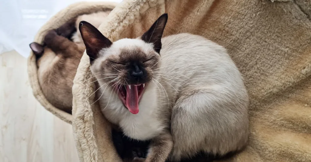 découvrez le chat burmese, une race élégante et affectueuse, reconnue pour son pelage soyeux et son tempérament joueur. parfait compagnon pour toutes les familles.