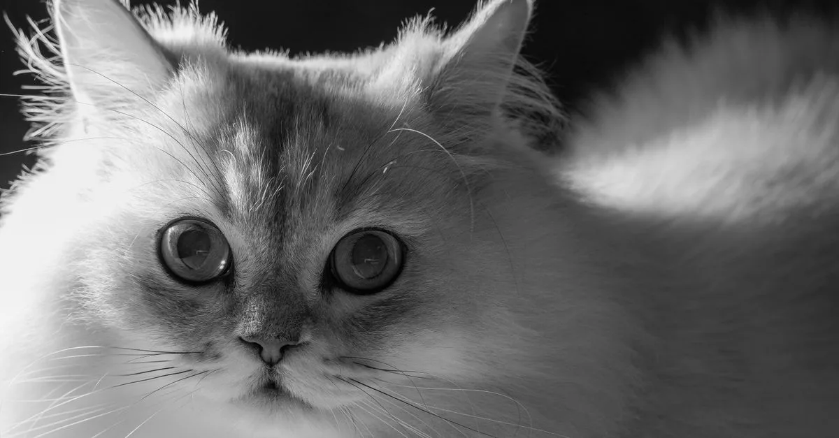découvrez le burmilla, un chat élégant et affectueux au pelage unique. apprenez tout sur son origine, son caractère et ses soins.