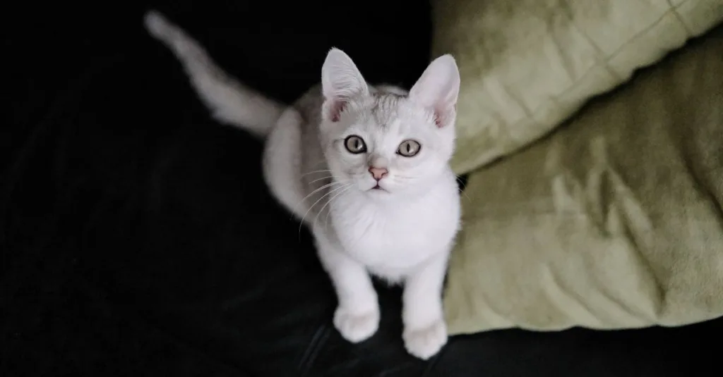 découvrez le burmilla, un chat élégant et affectueux, résultat du croisement entre le burmese et le chinchilla. apprenez-en plus sur ses caractéristiques, son tempérament et ses soins.