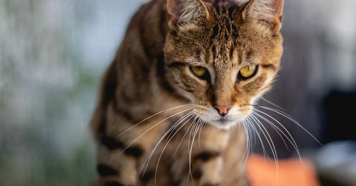 découvrez le californian spangled, un chat élégant au pelage tacheté unique, réputé pour son tempérament affectueux et joueur.