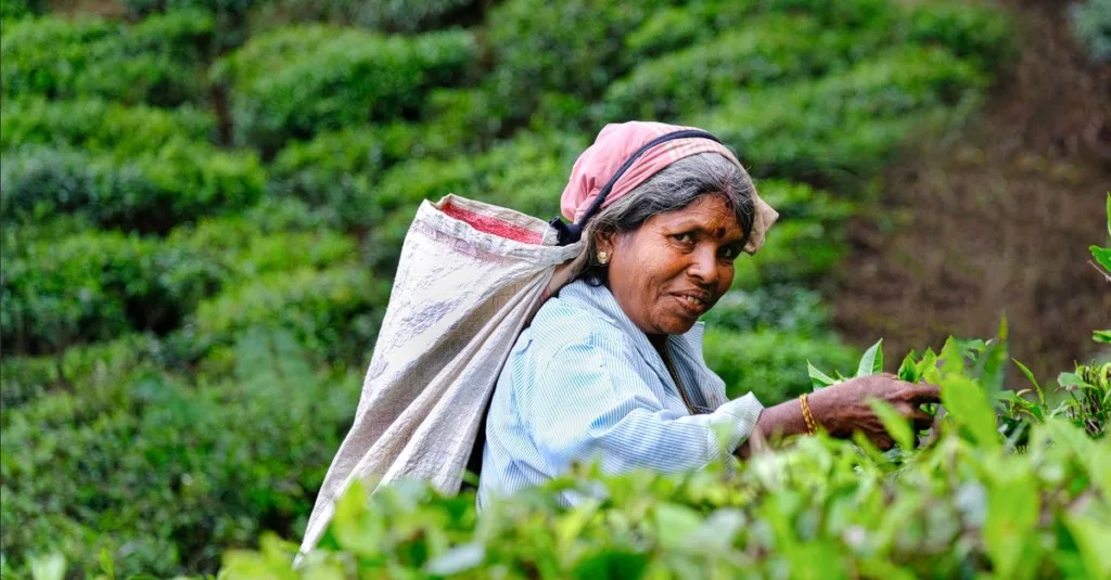 découvrez ceylon, une île paradisiaque au riche patrimoine culturel et naturel, idéale pour des voyages inoubliables entre plages, montagnes et traditions authentiques.