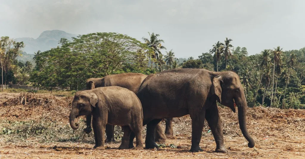 découvrez ceylon, une île paradisiaque riche en culture, histoire et paysages époustouflants. plongez dans une aventure unique au cœur de la nature.