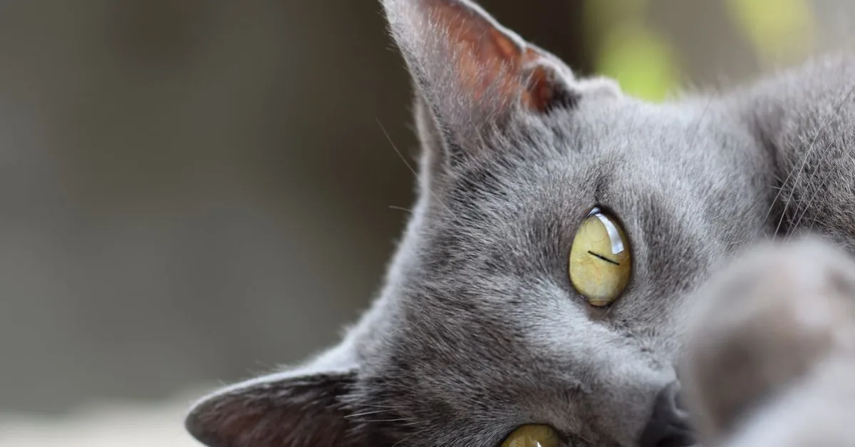découvrez le chartreux, un chat élégant et paisible, connu pour son pelage bleu-gris et ses yeux cuivrés. apprenez tout sur son caractère, son entretien et ses particularités.