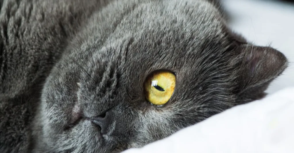 découvrez le chartreux, un chat élégant et affectueux connu pour son pelage bleu-gris et ses yeux cuivrés. apprenez tout sur son caractère, son histoire et ses besoins.
