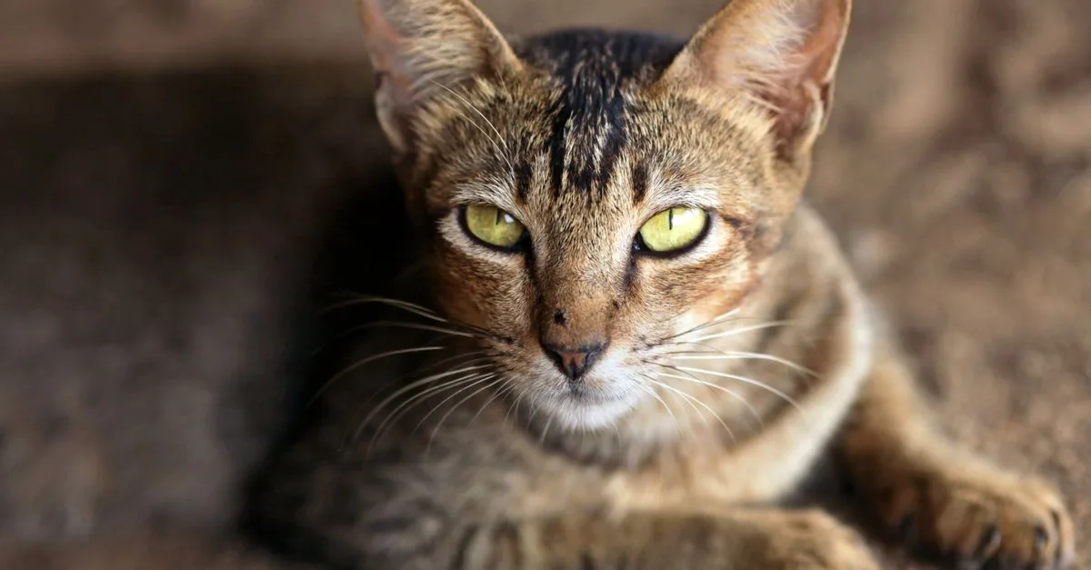 découvrez la chausie, un chat hybride élégant et intelligent, alliant les traits sauvages du chat du désert asiatique avec la douceur du chat domestique. parfait compagnon pour les amateurs de félins uniques.