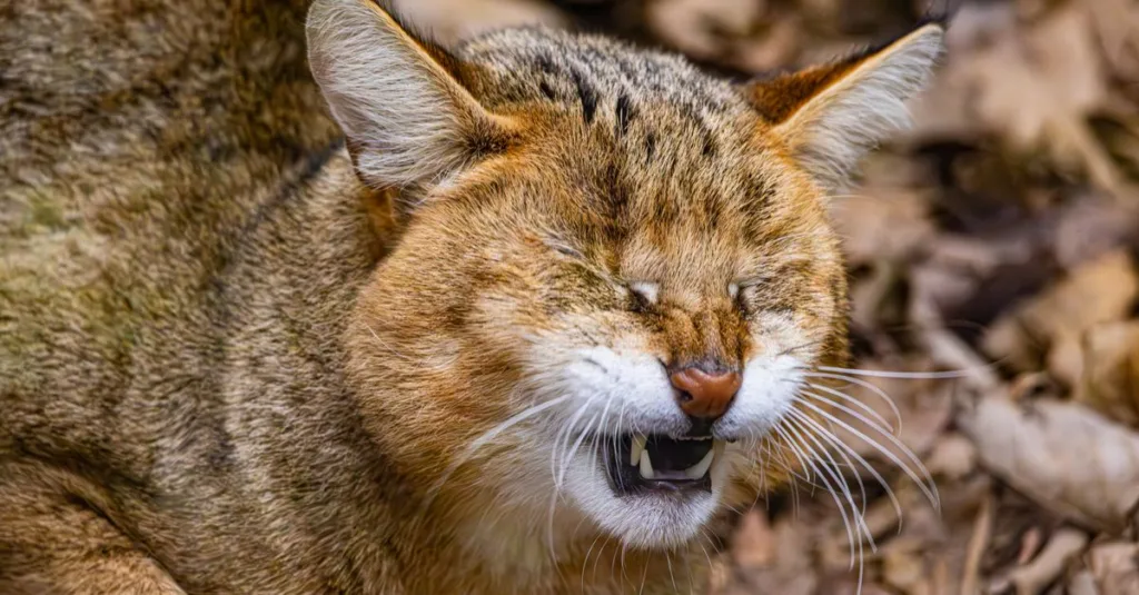 le chausie est un chat hybride élégant alliant l'énergie du chat sauvage asiatique et la douceur du chat domestique, parfait pour les amateurs de félins actifs et affectueux.