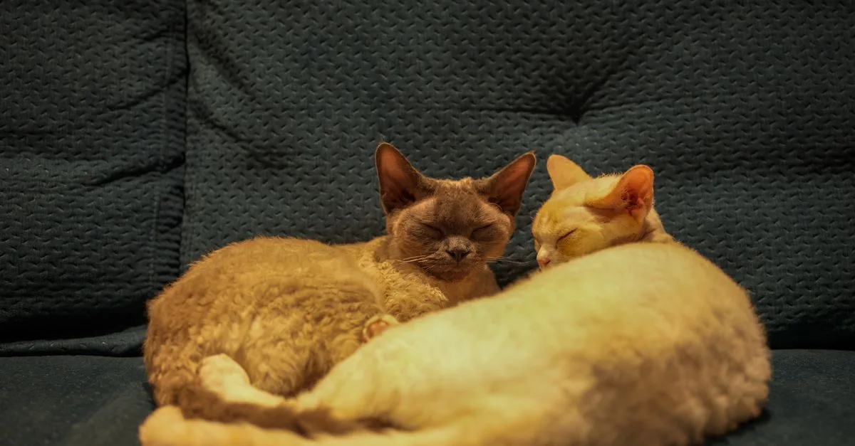 découvrez le cornish rex, un chat élégant au pelage ondulé unique et au caractère joueur. parfait pour les amateurs de félins actifs et sociables.