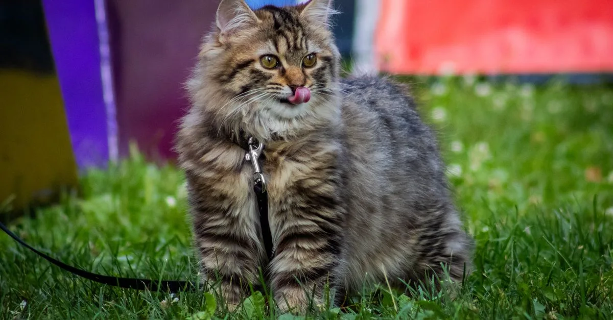 découvrez le cymric, une race de chat reconnue pour sa beauté unique, son pelage soyeux et son tempérament doux et affectueux.