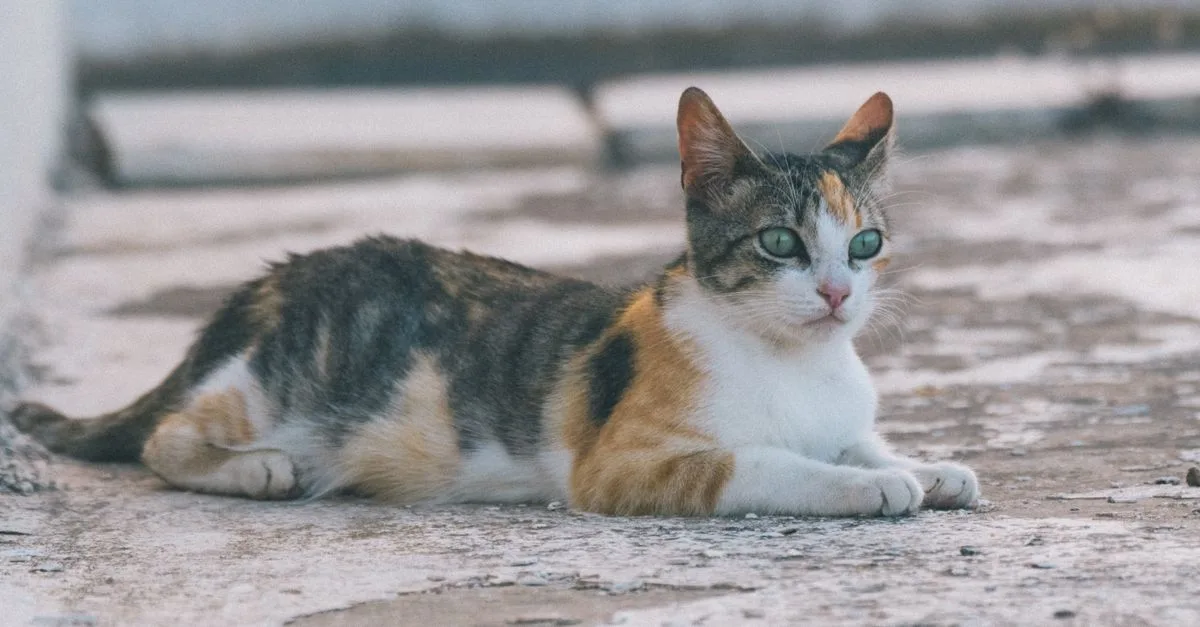 découvrez le chat de chypre, une race unique et fascinante, reconnue pour son charme méditerranéen et son tempérament attachant.