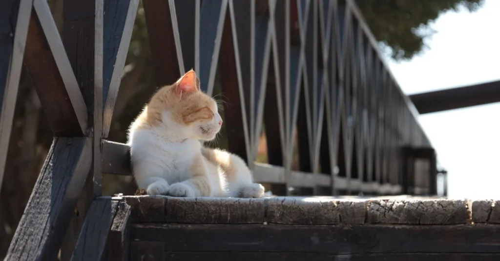 découvrez le cyprus cat, une race de chat unique de chypre, reconnue pour sa beauté élégante et son tempérament affectueux. apprenez tout sur son histoire, son caractère et ses soins.