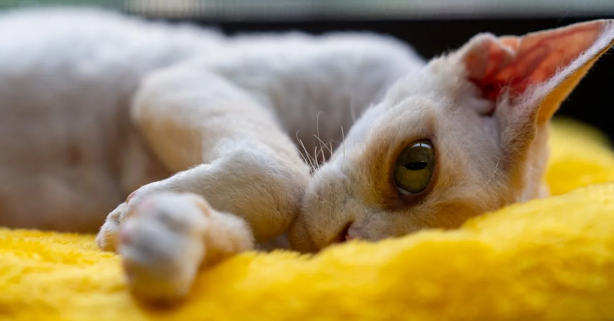 découvrez le devon rex, un chat unique au pelage frisé et au caractère joueur. apprenez tout sur cette race originale, son comportement, son entretien et ses particularités.