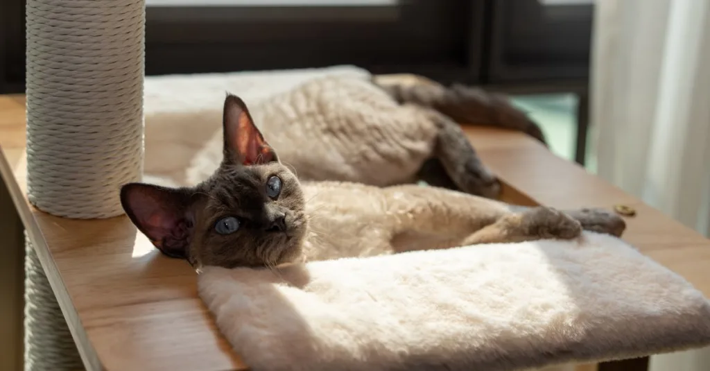découvrez le devon rex, un chat au pelage unique, aux grandes oreilles et au caractère joueur. apprenez tout sur cette race adorable et ses caractéristiques.