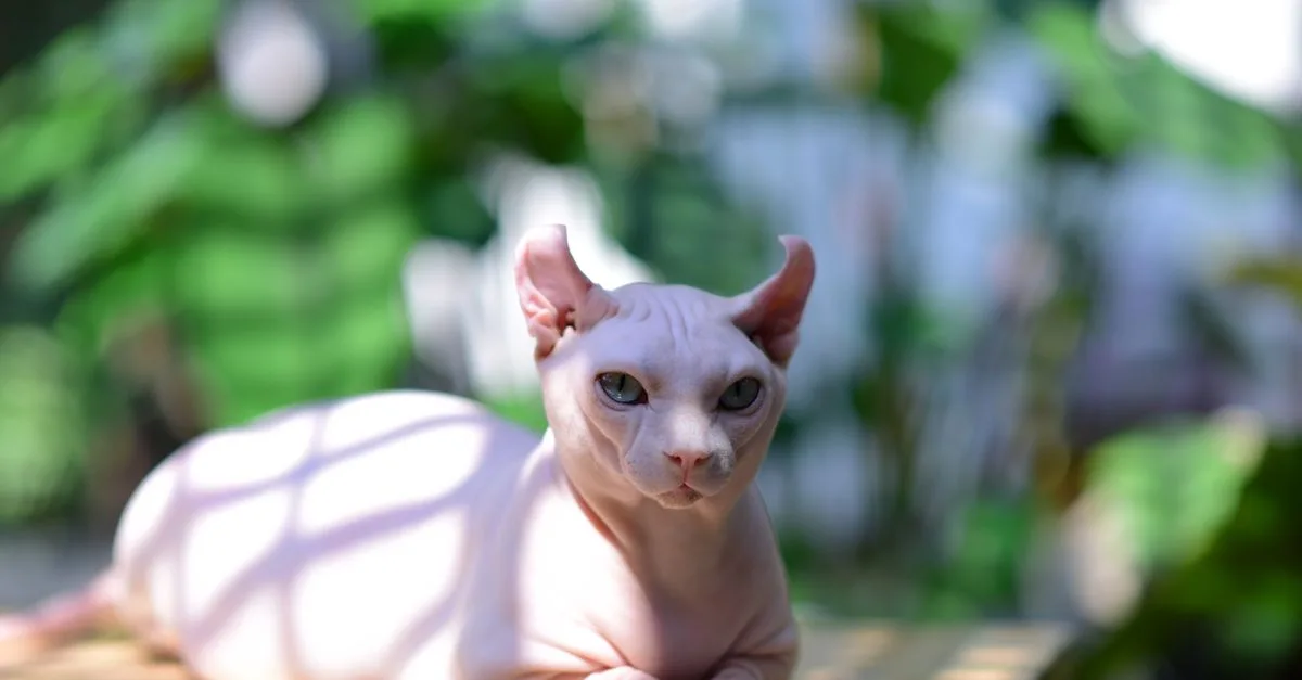 découvrez le chat donskoy, une race unique sans poils, connue pour son caractère affectueux et joueur. parfait pour les amateurs de chats hypoallergéniques.