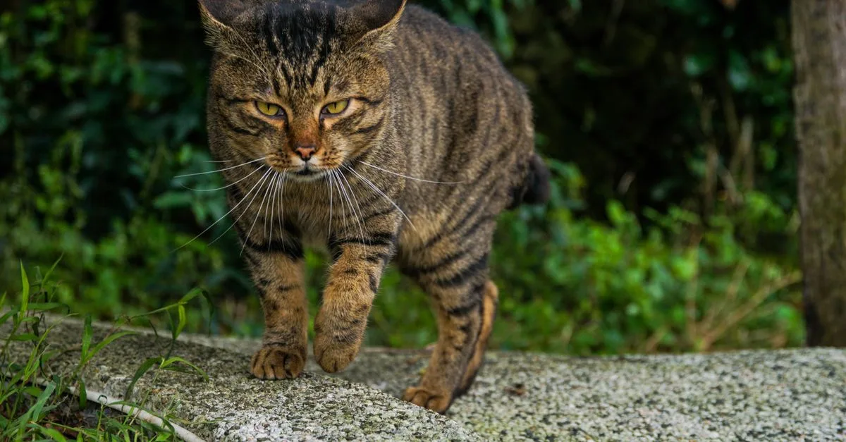 découvrez le dragon li, une race de chat chinoise rare et fascinante, connue pour son pelage unique tigré doré et son tempérament joueur et affectueux.