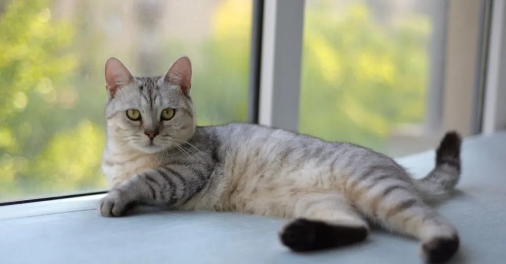 découvrez le dragon li, une race de chat chinoise rare au pelage tigré unique et au caractère affectueux. parfait compagnon pour les amateurs de chats exotiques.